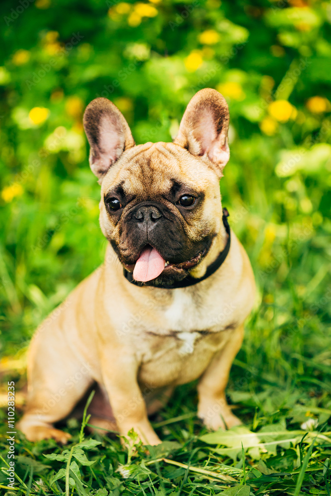 Dog French Bulldog Sitting On Grass