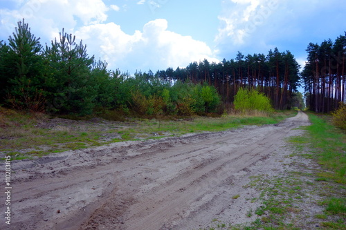 calm rural landscape with sandy way through young coniferous forest 
