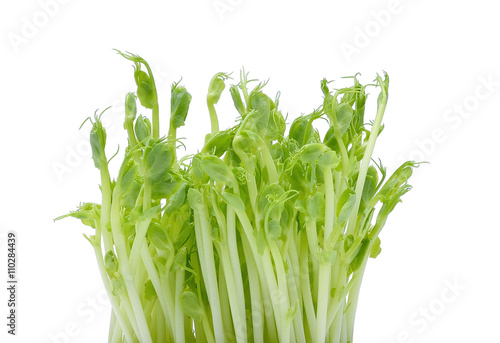 Snow Pea Sprouts on White Background