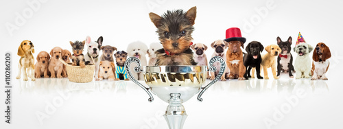 winning yorkshire terrier in front of dogs pack