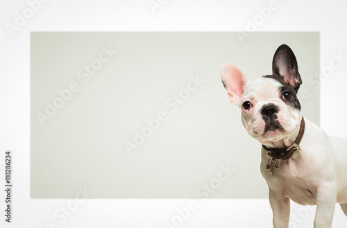 french bulldog standing in front of a big blank board