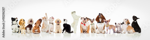 Фотография large group of curious dogs and cats looking up