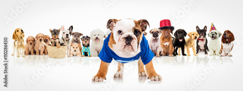english bulldog standing in front of  dogs pack © Viorel Sima