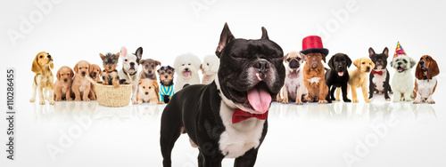french bulldog sticking out tongue in front of dogs pack
