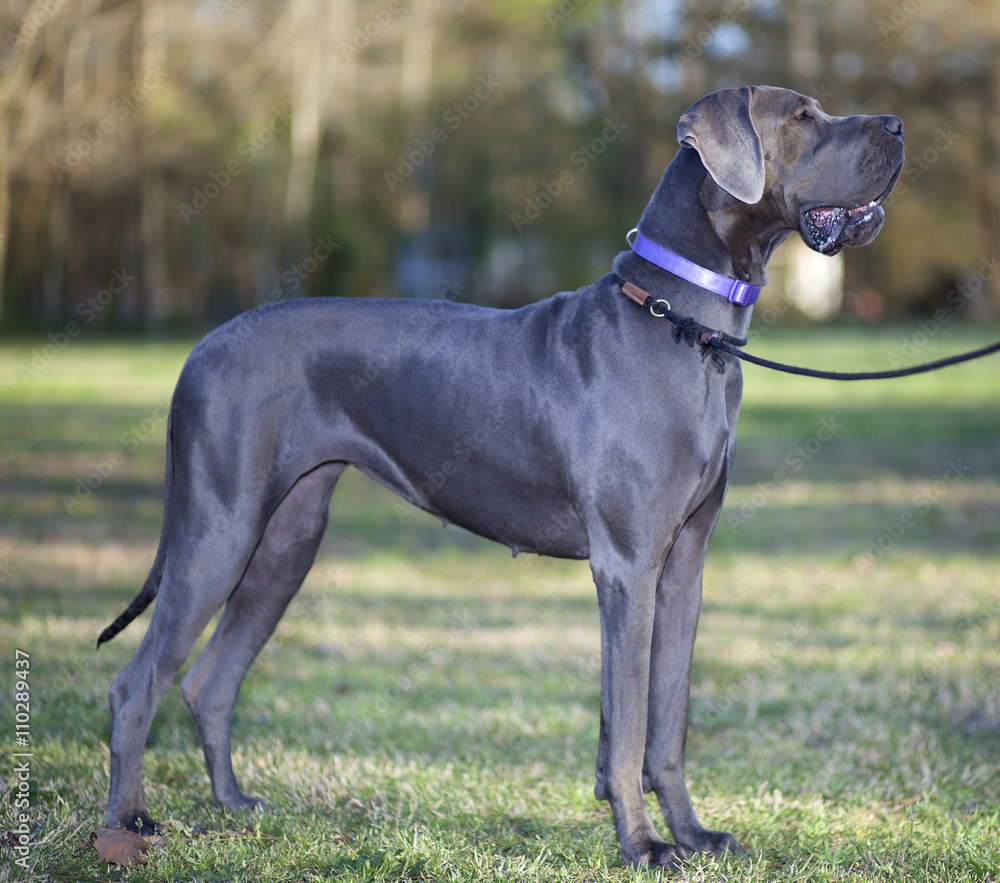 Large Great Dane Large Great Dane