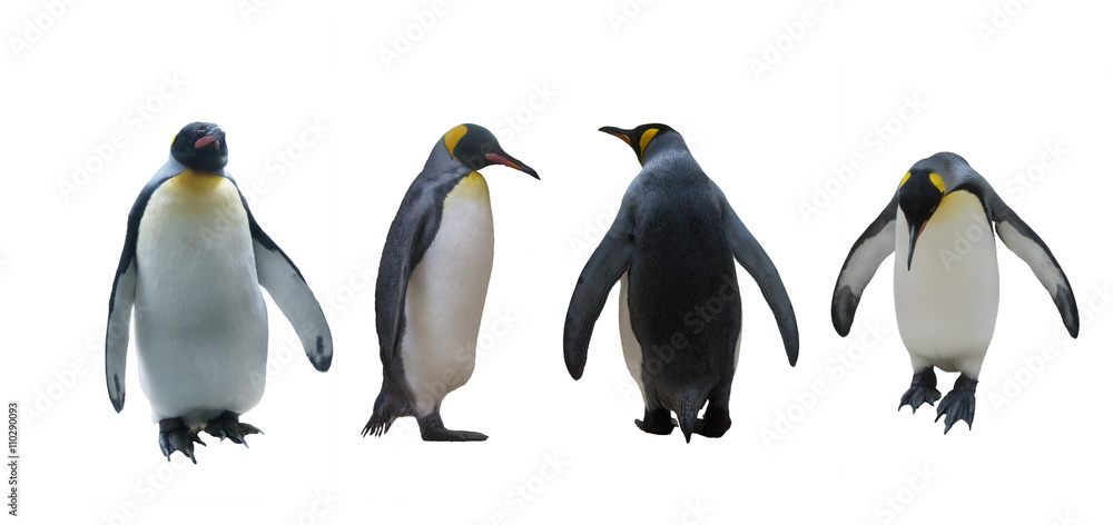 Obraz premium Ustaw pingwiny cesarskie na białym tle
