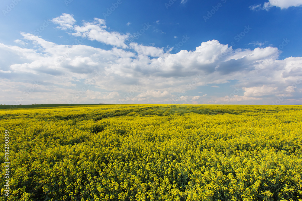 Rape field. Yellow flowers in daylight, cloudy blue sky. Rapesee