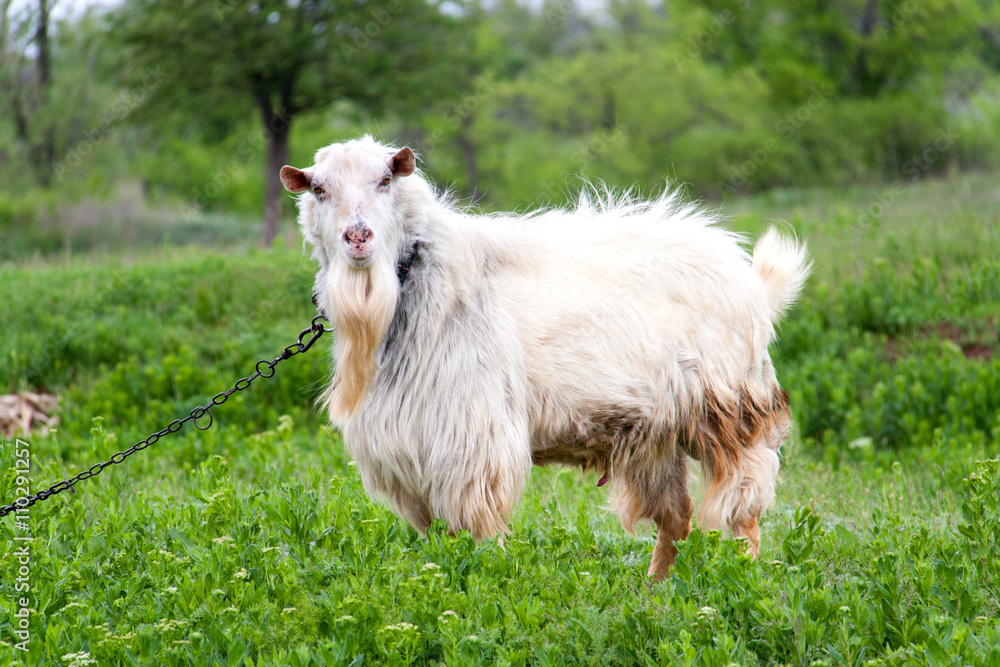 Fototapeta premium goat grazing in meadow on a chain in village