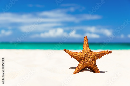 Starfish on the white sandy beach