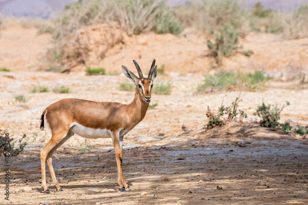 Dorcas gazelle (Gazella dorcas) known also as Ariel gazelle inhabits nature desert reserve near Eilat, Israel Dorcas gazelle (Gazella dorcas) known also as Ariel gazelle inhabits nature desert reserve near Eilat, Israel