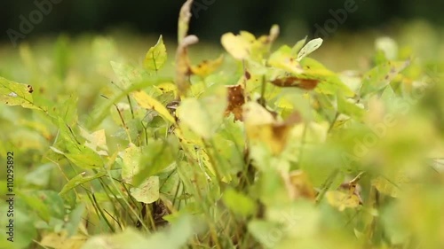 Wallpaper Mural soybean leaf in soybean field Torontodigital.ca