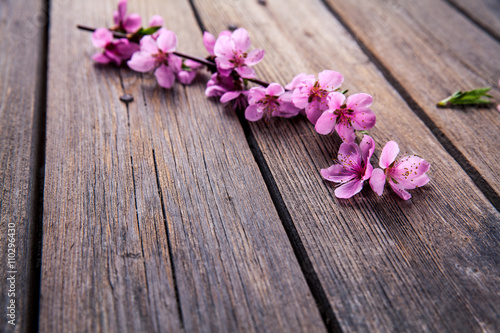 Peach blossom on old wooden background. Fruit flowers.