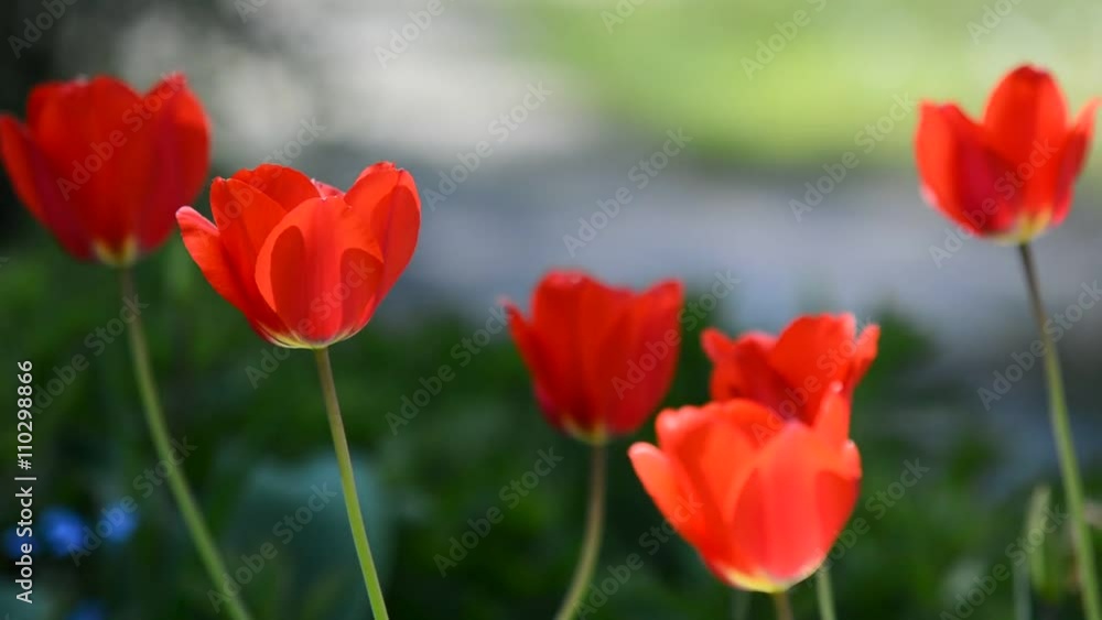 Spring garden with red tulips swaying in the wind in flowerbed. Spring garden with red tulips swaying in the wind in flowerbed.