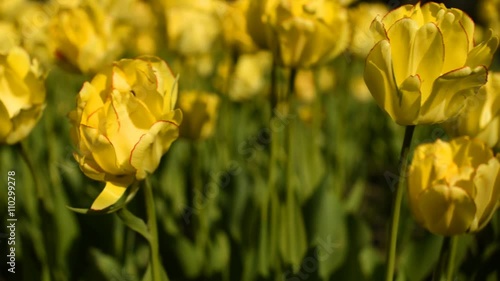 Yellow tulips against the sky