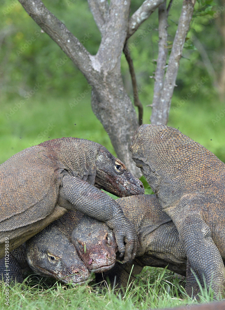 Obraz premium The Komodo dragon dragons fight for prey. The Komodo dragon, Varanus komodoensis