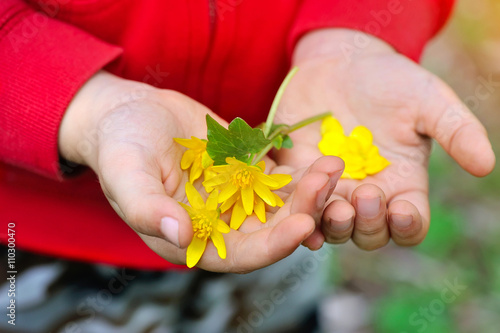 Spring yellow flowers in children's hands