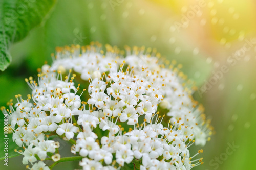 Blooming Viburnum lantana close-up photo