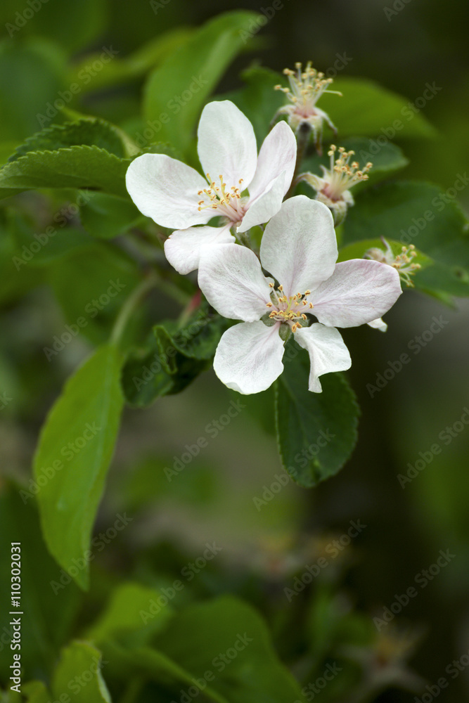 Obraz premium blossoming apple tree in the garden