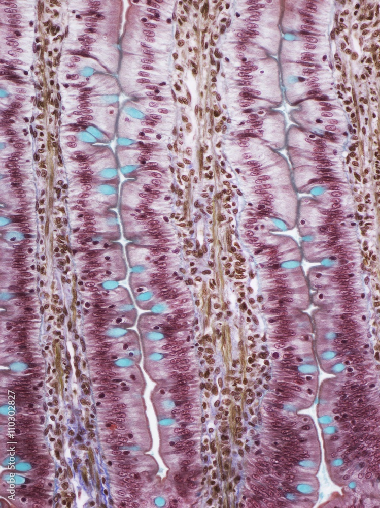 Small intestine, light micrograph Stock Photo | Adobe Stock