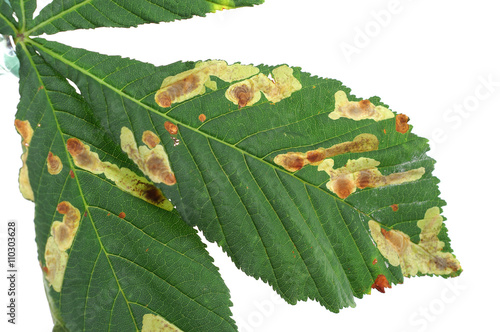 Cameraria ohridella - horse-chestnut leaf miner