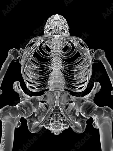 Human skeletal system, illustration