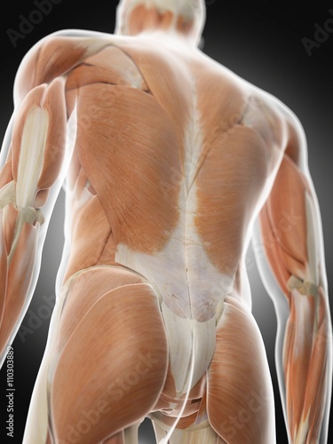 Human back muscles, illustration