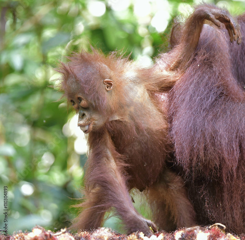 Baby orangutan . The close up portrait of cub of the Bornean orangutan (Pongo pygmaeus)