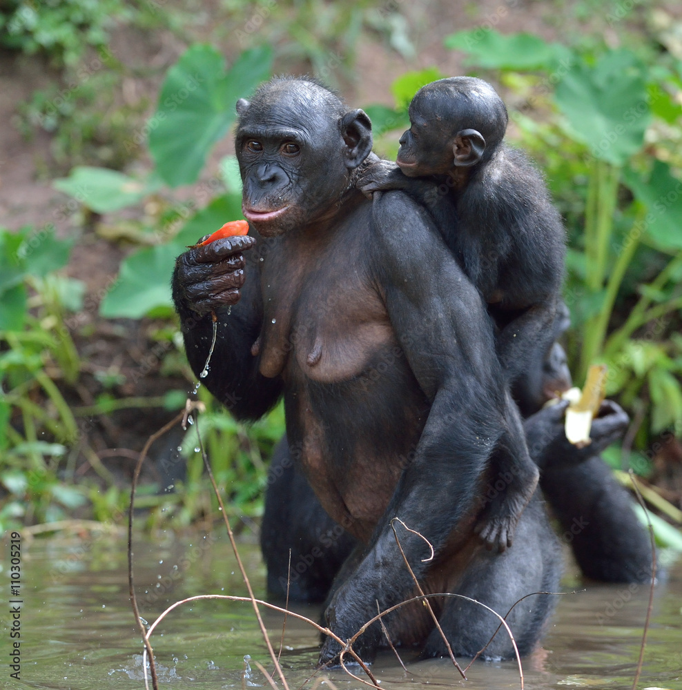 Fototapeta premium Bonobo standing on her legs in water with a cub on a back. The Bonobo ( Pan paniscus).