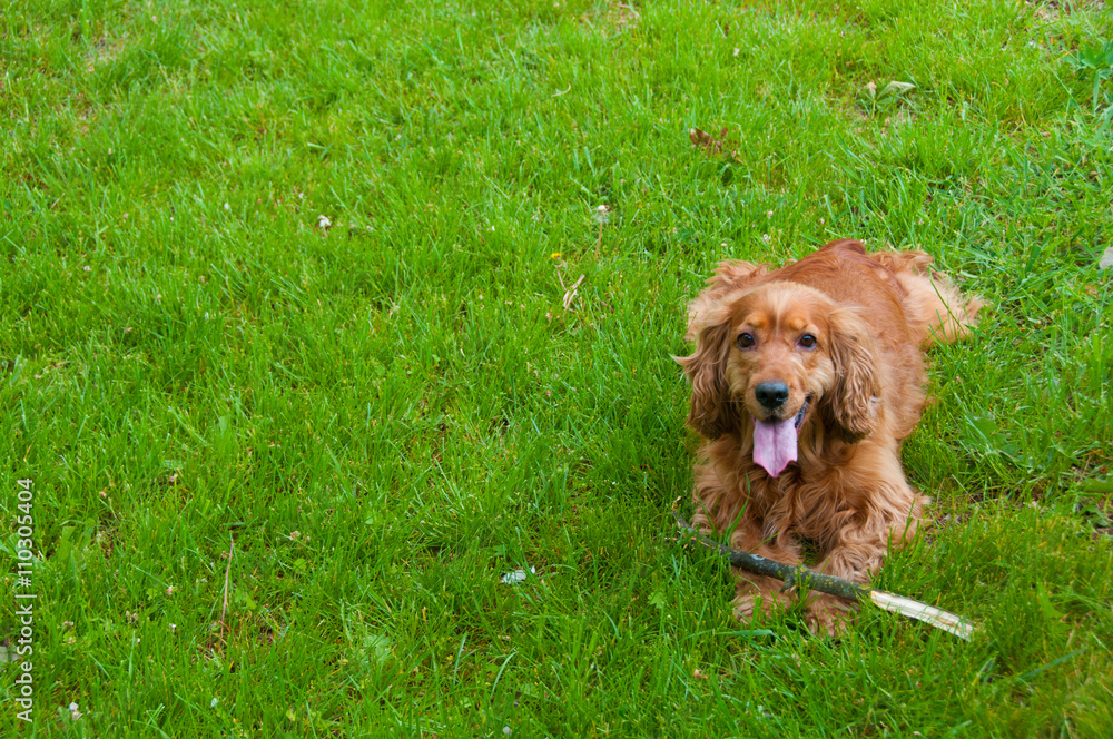 Fototapeta premium Portrait of a beautiful english cocker spaniel