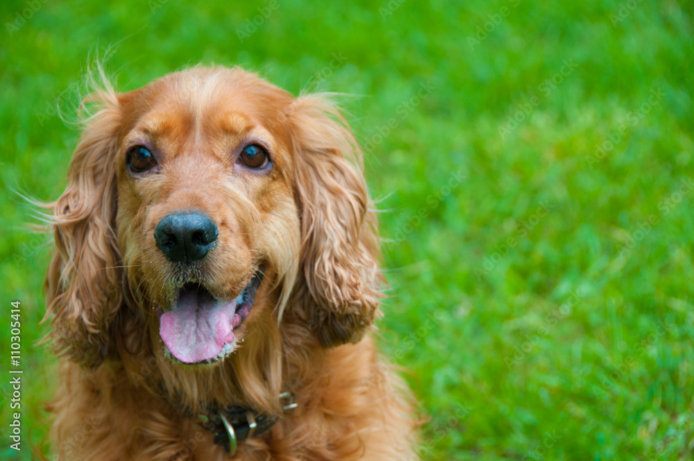 Portrait of a beautiful english cocker spaniel Portrait of a beautiful english cocker spaniel
