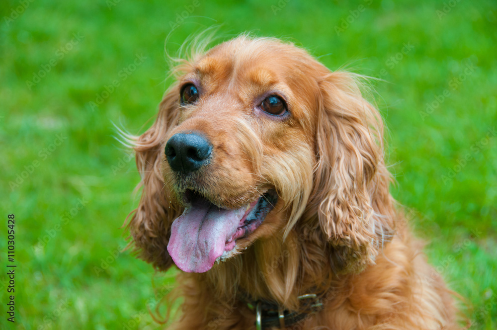 Portrait of a beautiful english cocker spaniel