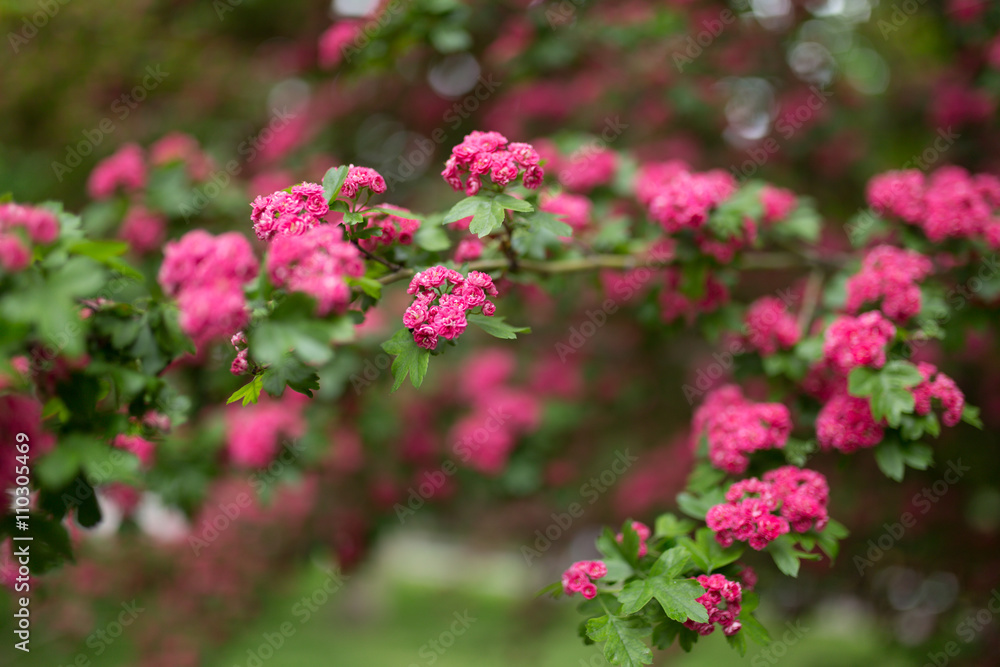 Pink blossom flowers on tree at spring day Pink blossom flowers on tree at spring day