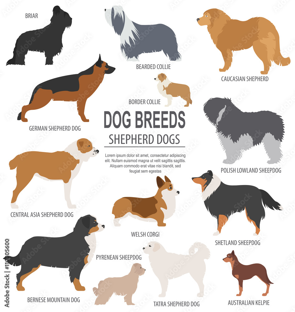Dog breeds. Shepherd dog set icon. Flat style