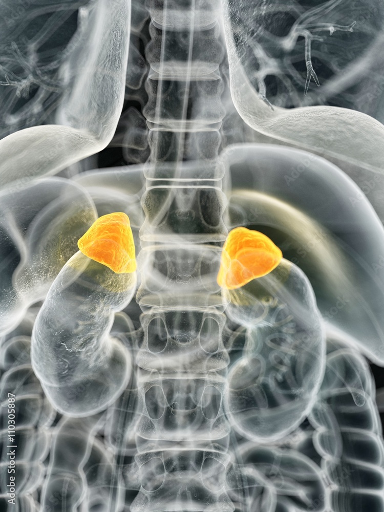 Human adrenal glands, illustration Stock Photo Biology Diagrams