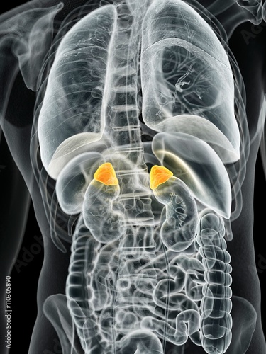 Human adrenal glands, illustration