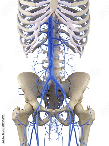 Human vascular system, illustration