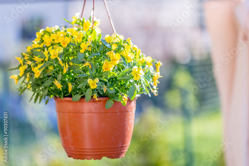 Yellow Petunia hanging Basket in the Garden, Summertime