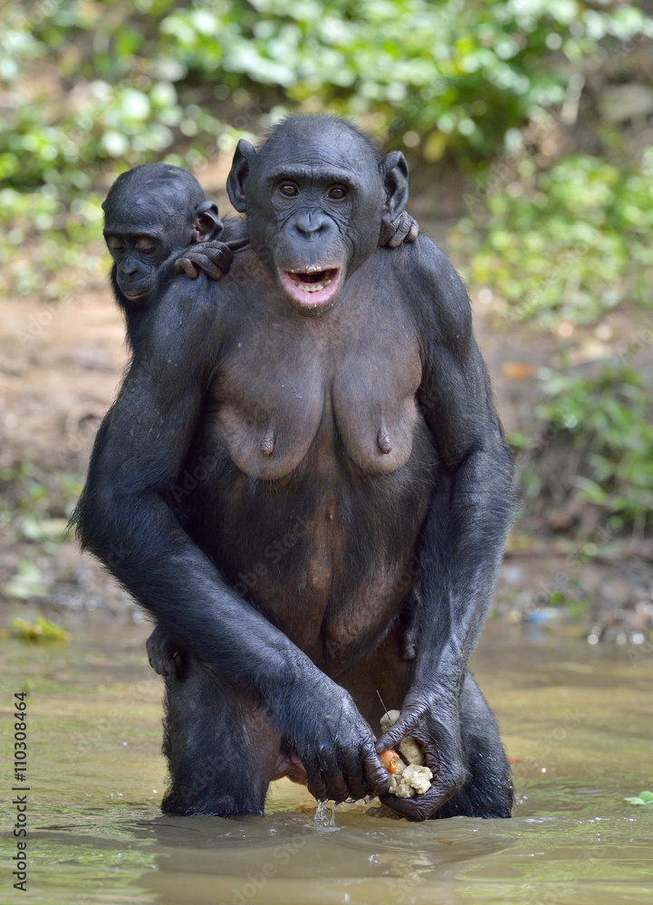 Bonobo standing on her legs in water with a cub on a back. The Bonobo ( Pan paniscus). Bonobo standing on her legs in water with a cub on a back. The Bonobo ( Pan paniscus).
