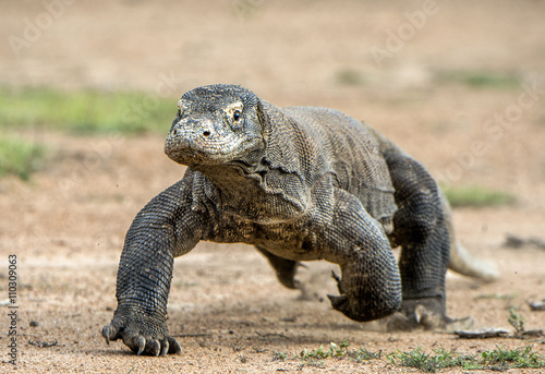 Attack of a Komodo dragon. The dragon running on sand. The Running Komodo dragon   Varanus komodoensis   .