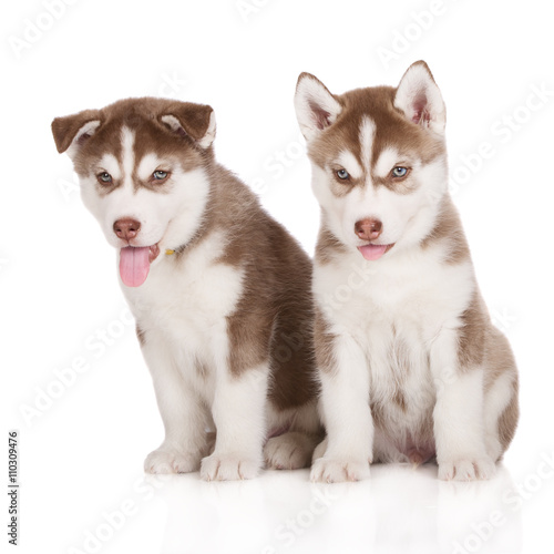 two siberian husky puppies sitting on white