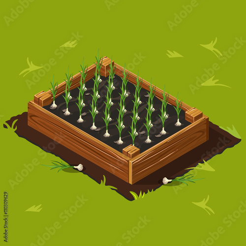 Vegetable Garden Box with Garlic Set 10