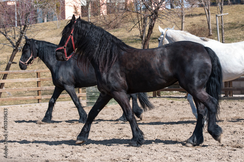 Black Friesian Horse © erdalakan