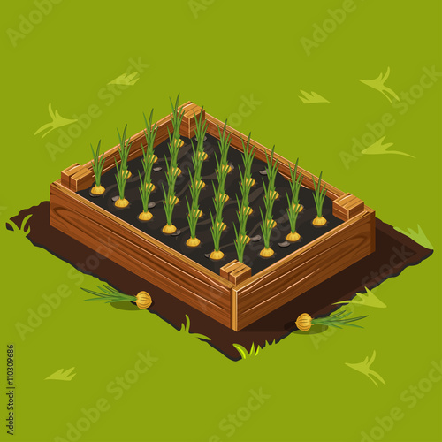 Vegetable Garden Box with Onions Set 11