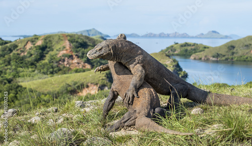 The fighting Komodo dragons for domination.