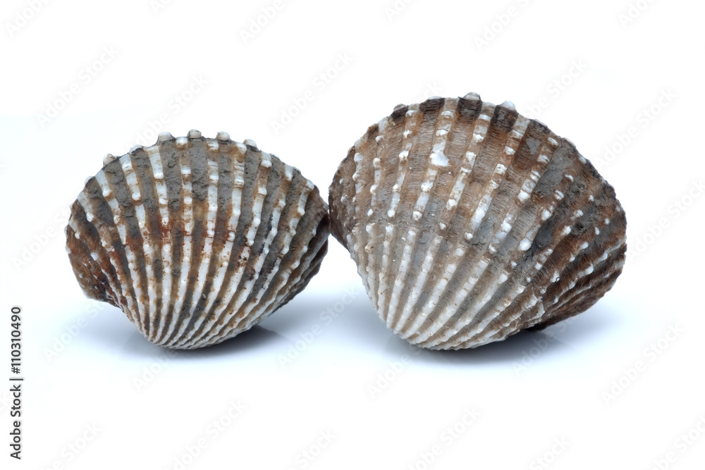 fresh cockles seafood on white background fresh cockles seafood on white background
