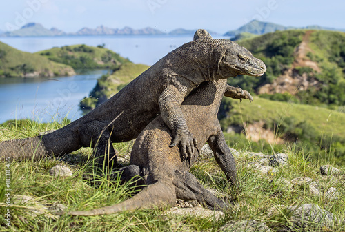 The fighting Komodo dragons for domination. © Uryadnikov Sergey