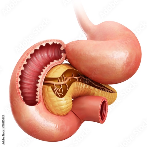 Small intestine, pancreas and stomach