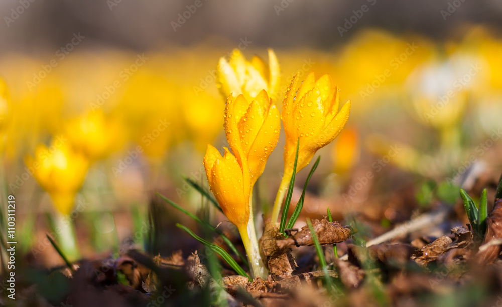 Fototapeta premium Yellow Crocuses with dew drops, shallow DOF.