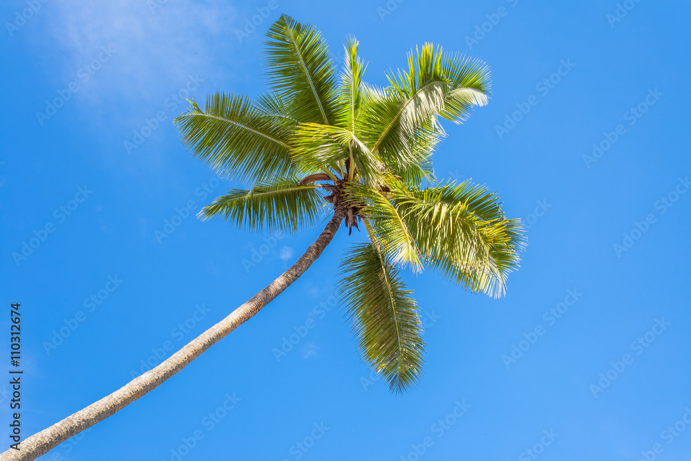 cocotier penché sur plage des Seychelles 