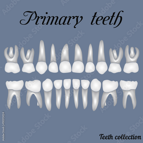 Primary teeth